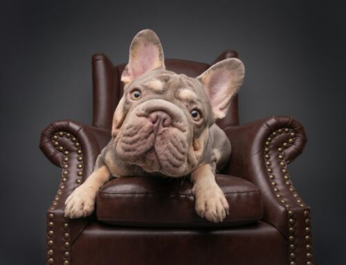 ShutterDeck for Pet and Animal Photographers: Pet Photography CRM